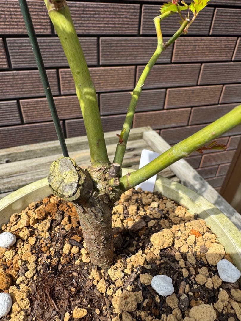 バラ苗　ウィザード