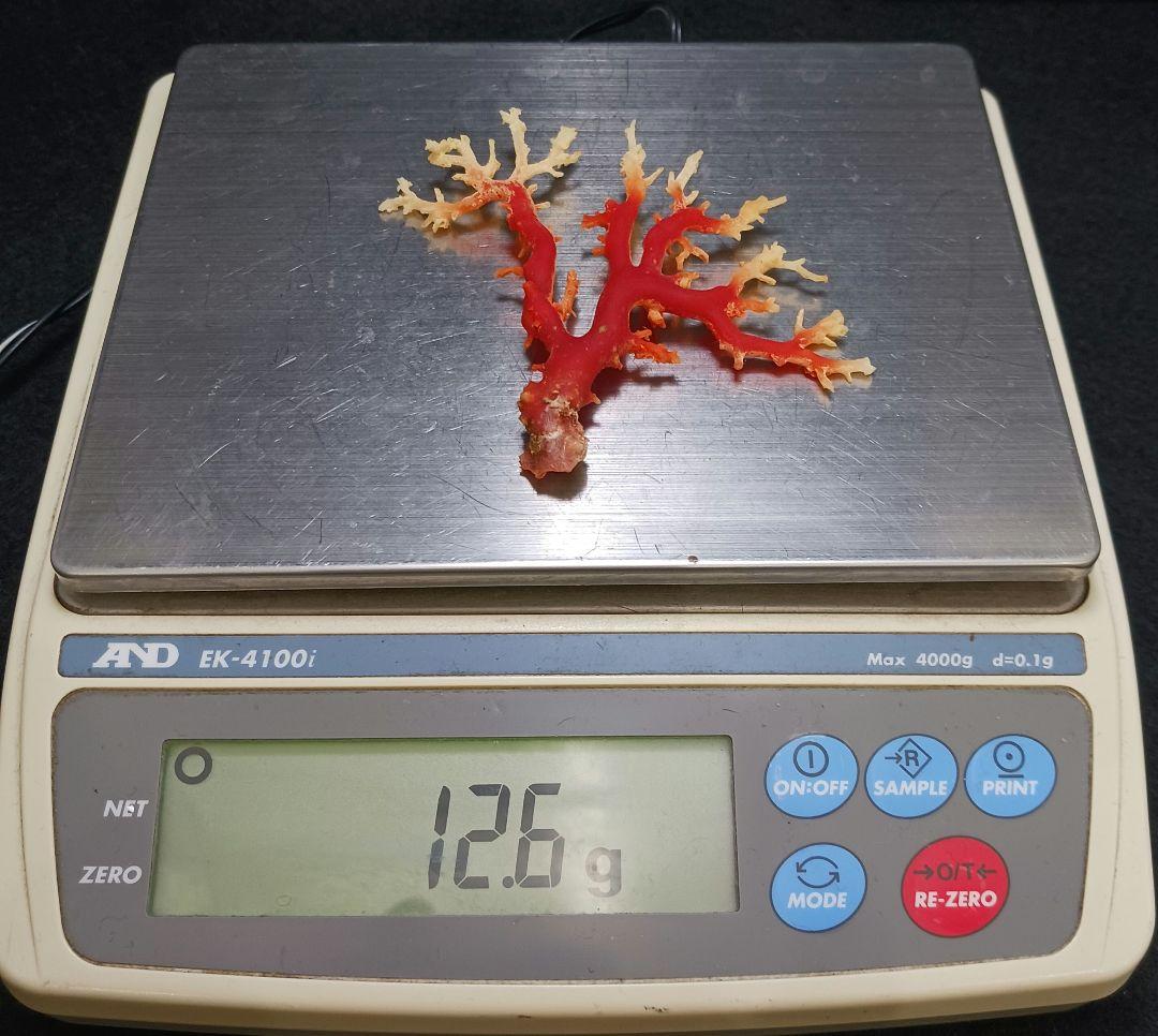 2678-6 国産赤珊瑚原木 血赤珊瑚 総重量12.6g