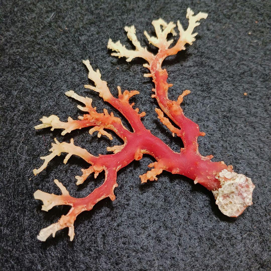 2678-6 国産赤珊瑚原木 血赤珊瑚 総重量12.6g