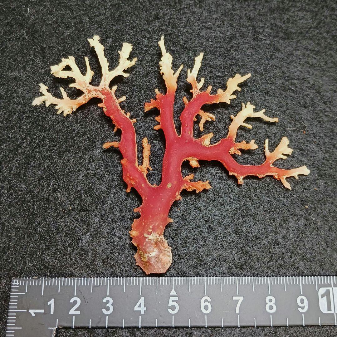 2678-6 国産赤珊瑚原木 血赤珊瑚 総重量12.6g