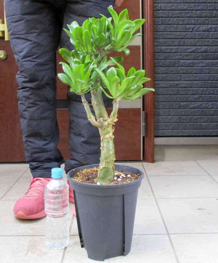 【現品】ティレコドン パニクラタス 　チレコドン　 阿房宮　７号　SO番