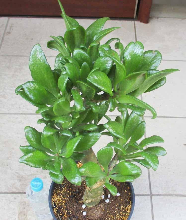 【現品】ティレコドン パニクラタス 　チレコドン　 阿房宮　７号　SO番