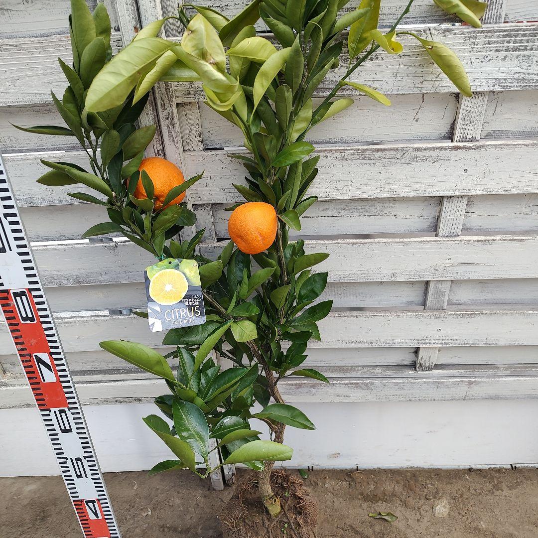 ゆら早生 3年生 結実実績あり！ 苗木