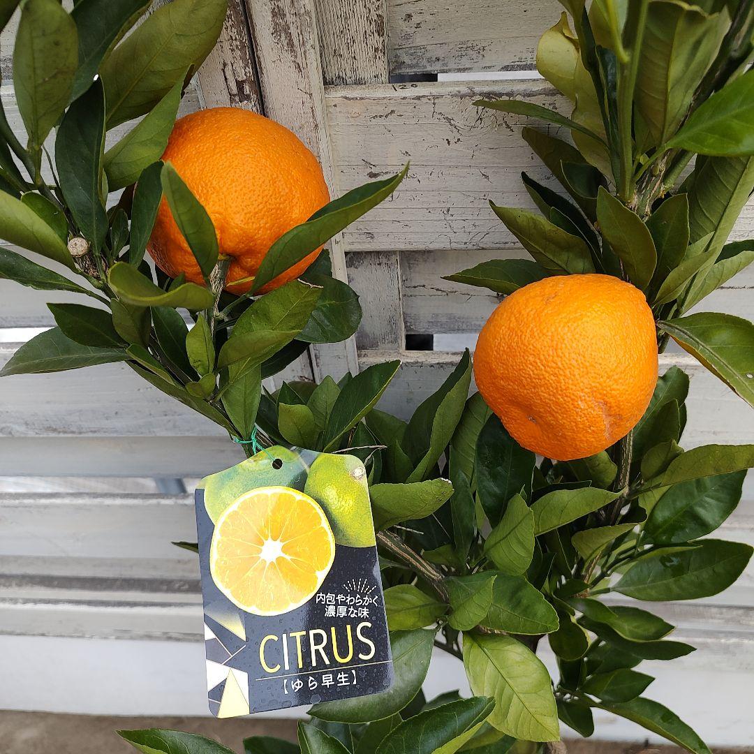 ゆら早生 3年生 結実実績あり！ 苗木