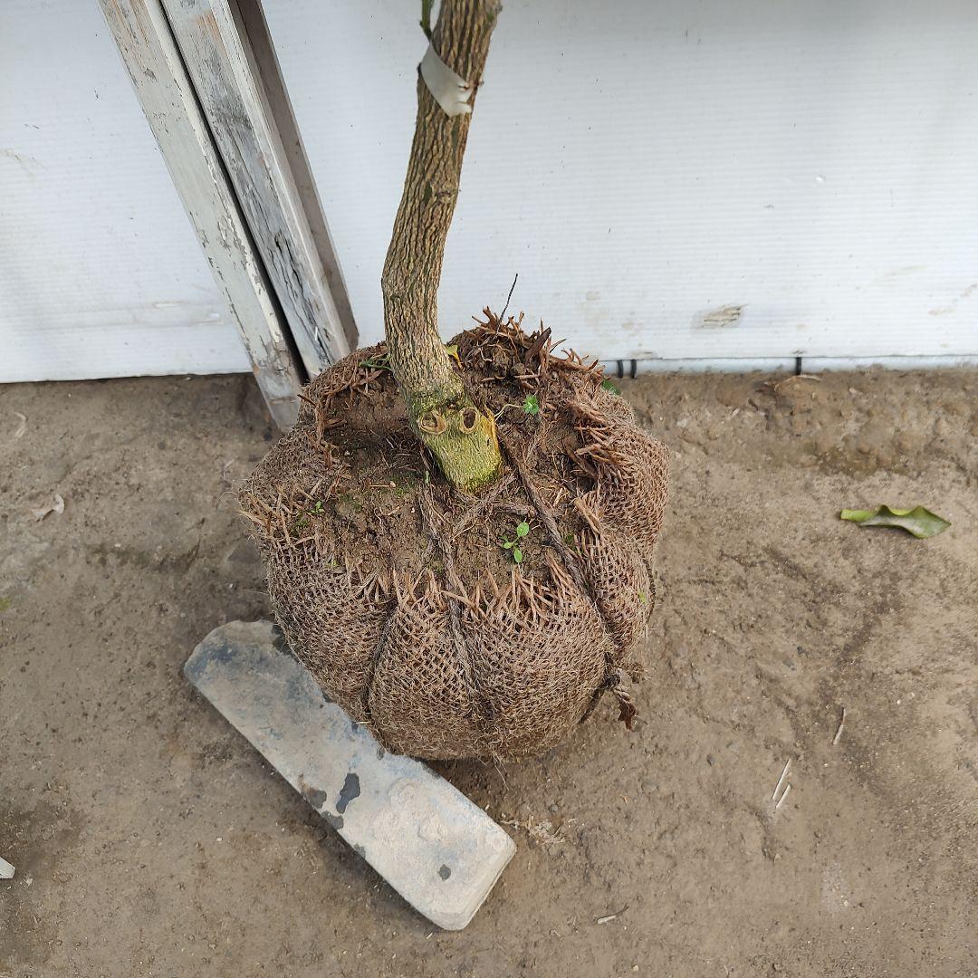 ゆら早生 3年生 結実実績あり！ 苗木