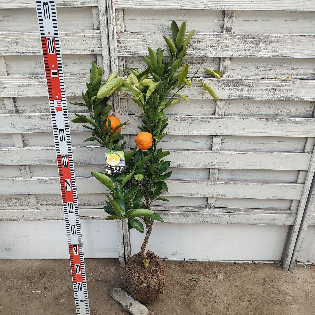 ゆら早生 3年生 結実実績あり！ 苗木