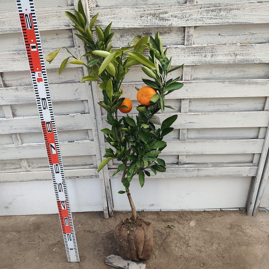 ゆら早生 3年生 結実実績あり！ 苗木