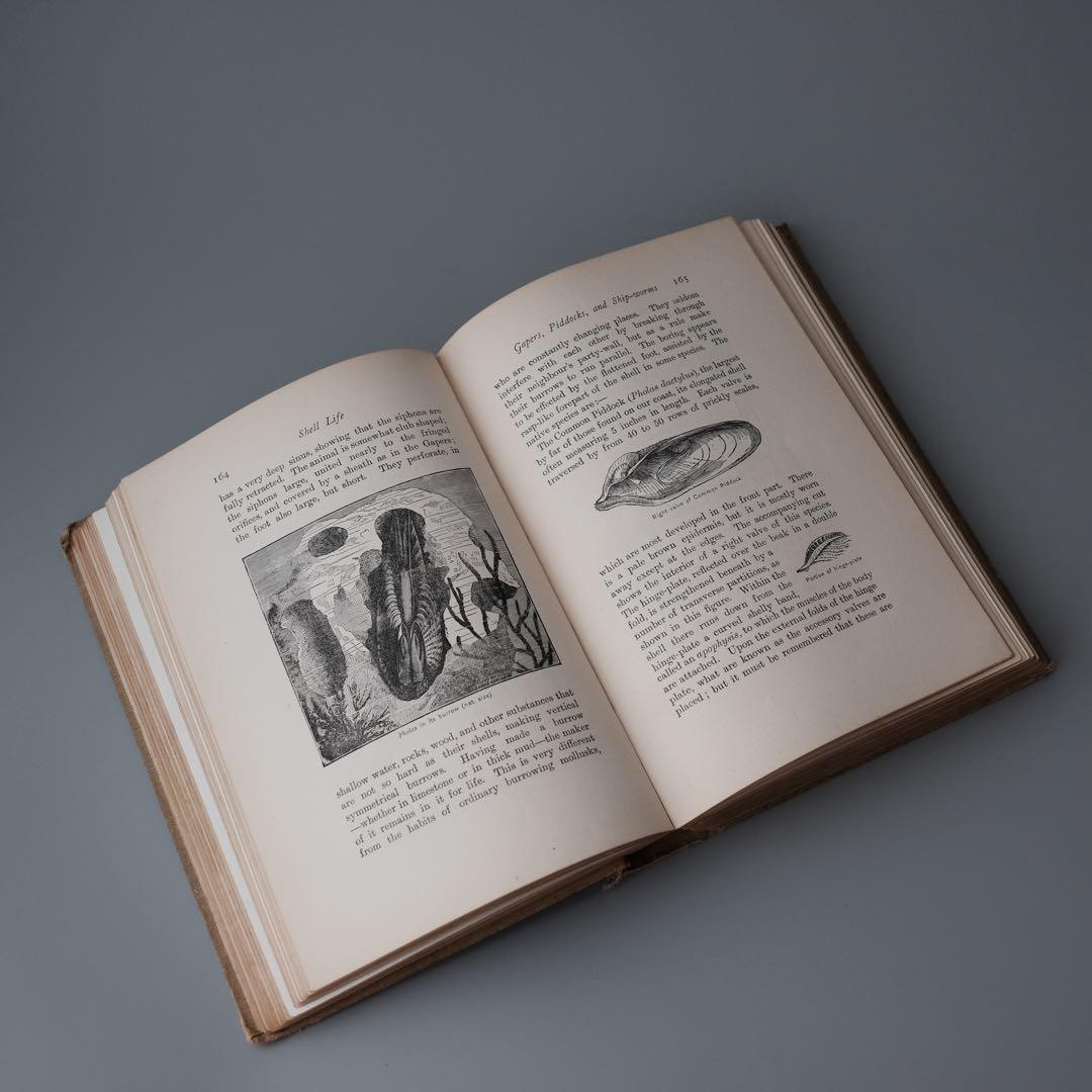 1927年にイギリスで出版された自然科学系の古書 アンティーク