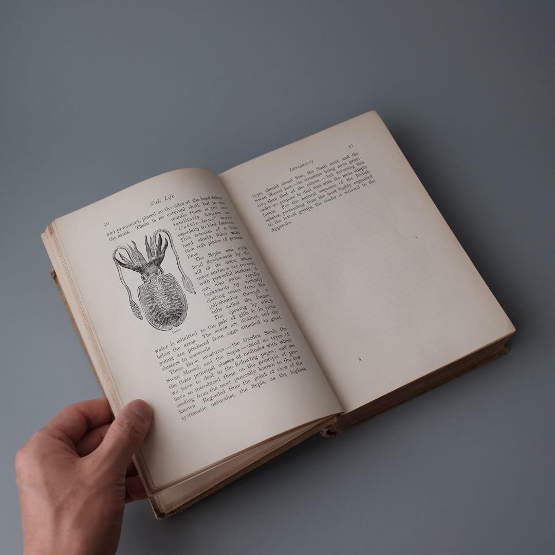 1927年にイギリスで出版された自然科学系の古書 アンティーク