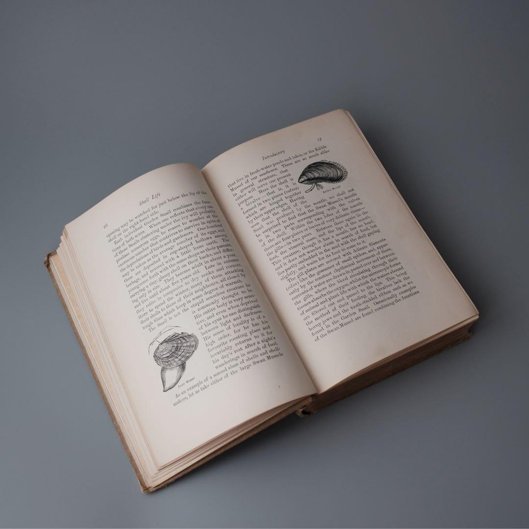 1927年にイギリスで出版された自然科学系の古書 アンティーク