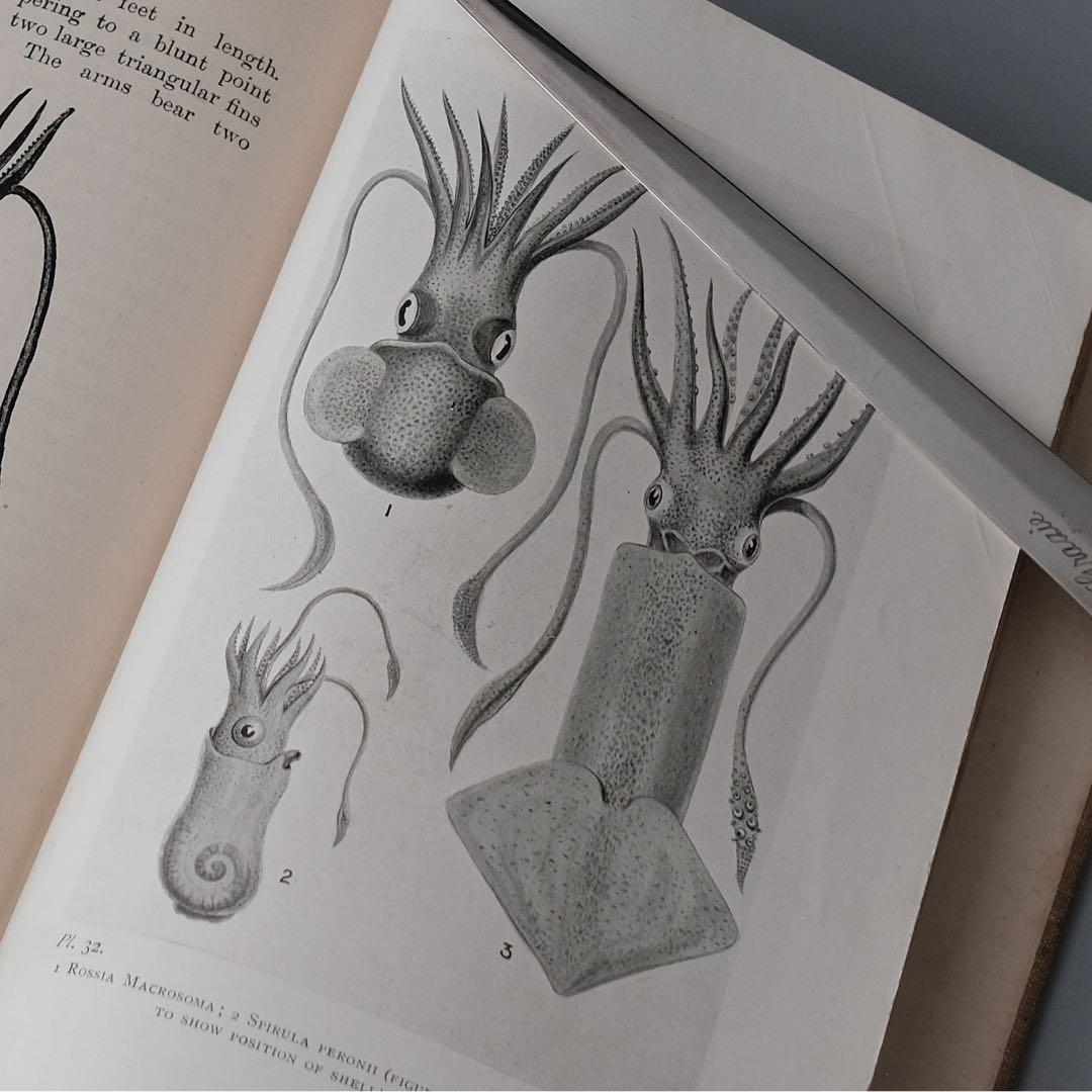 1927年にイギリスで出版された自然科学系の古書 アンティーク