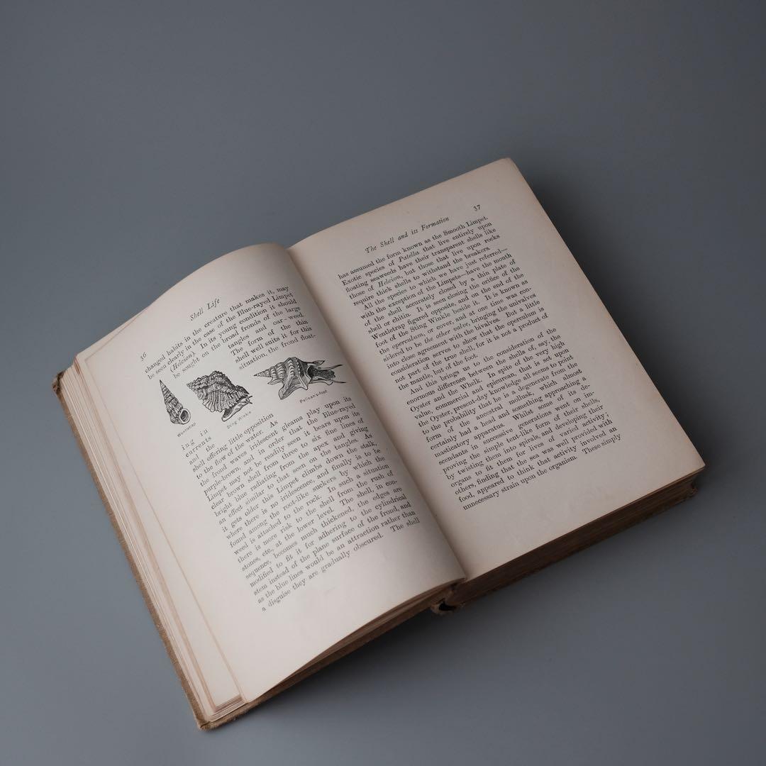 1927年にイギリスで出版された自然科学系の古書 アンティーク