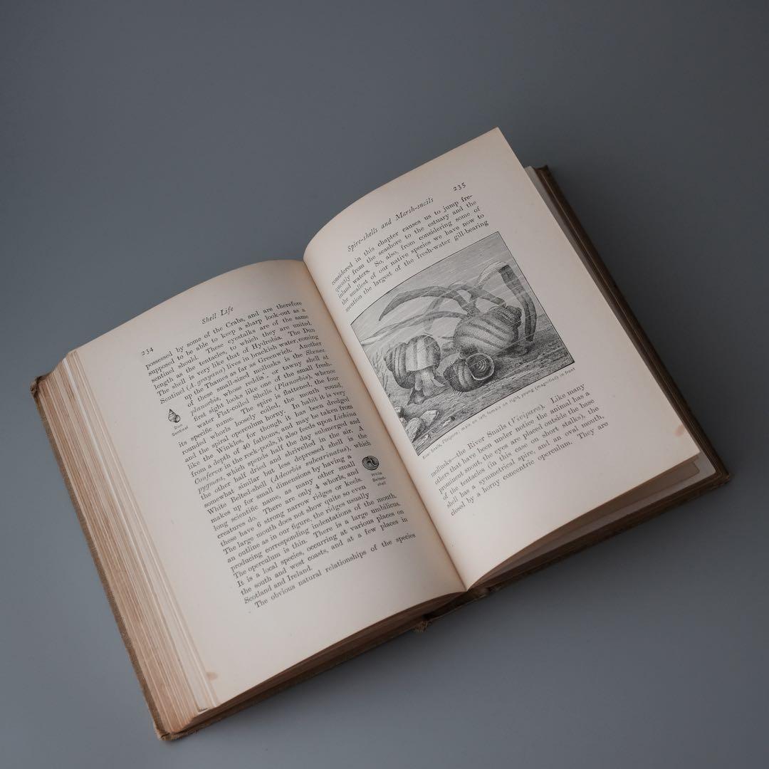 1927年にイギリスで出版された自然科学系の古書 アンティーク