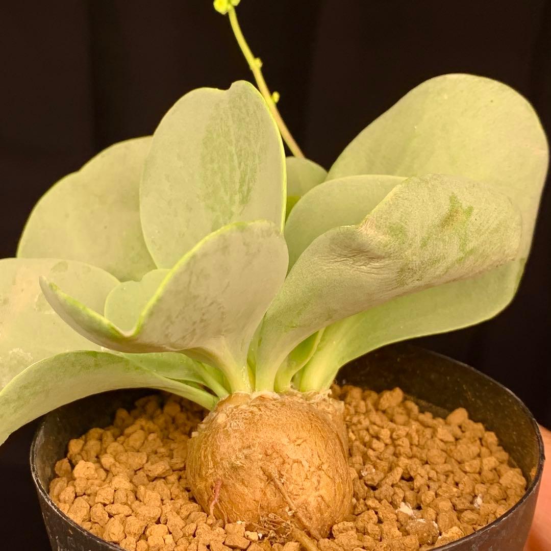 レア実生！　パベルカエ　オトンナ 多肉植物　塊根植物