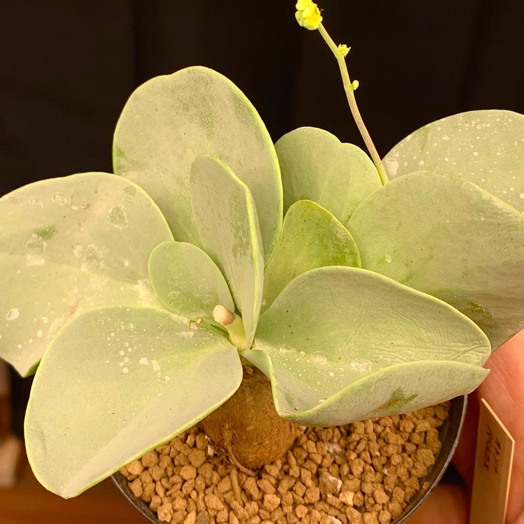 レア実生！　パベルカエ　オトンナ 多肉植物　塊根植物