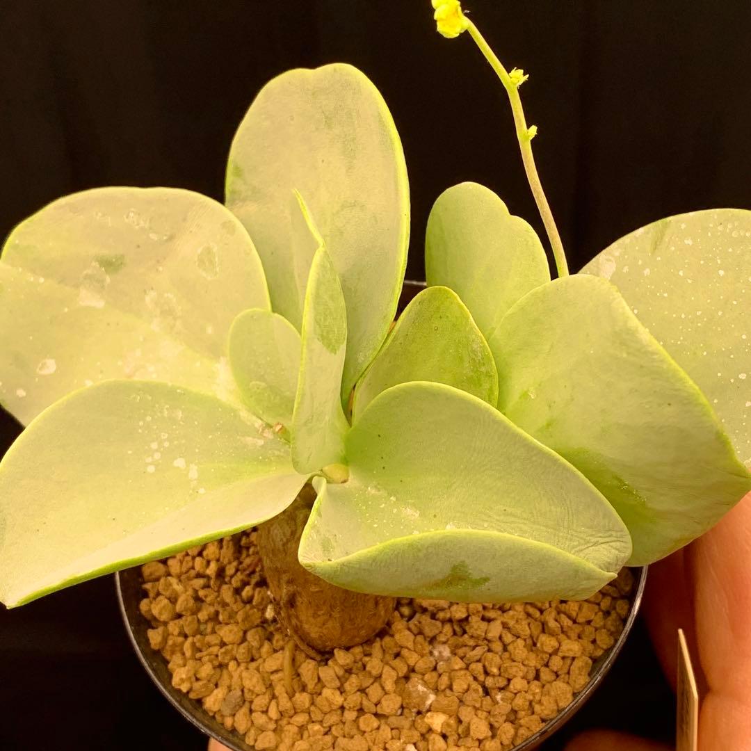 レア実生！　パベルカエ　オトンナ 多肉植物　塊根植物