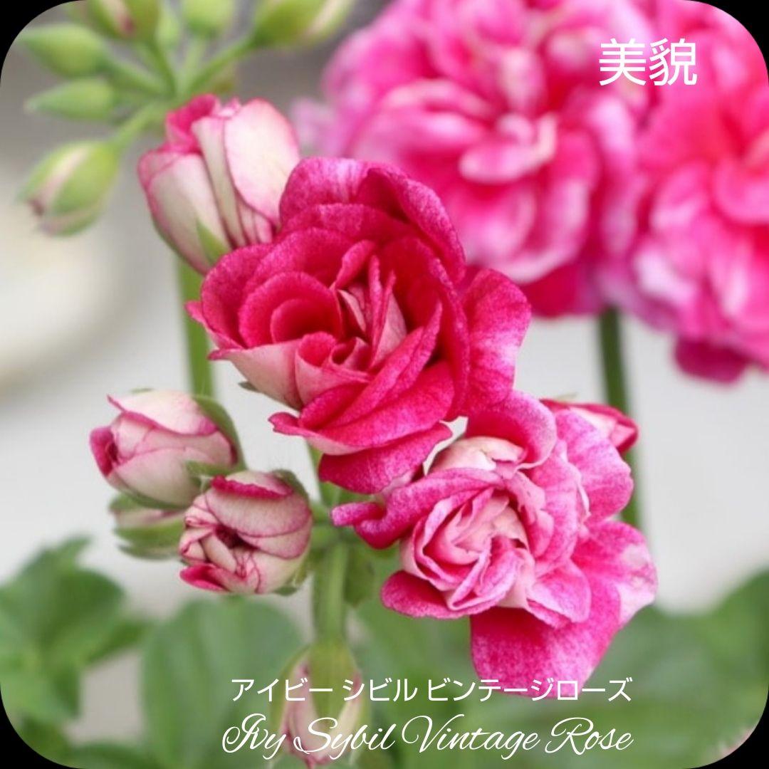 ひみは様 ゼラニウム苗 ４品種