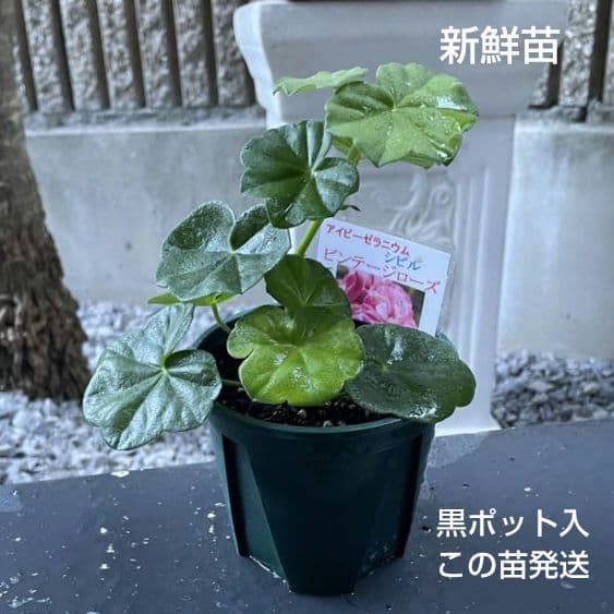 ひみは様 ゼラニウム苗 ４品種