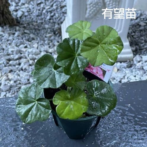 ひみは様 ゼラニウム苗 ４品種