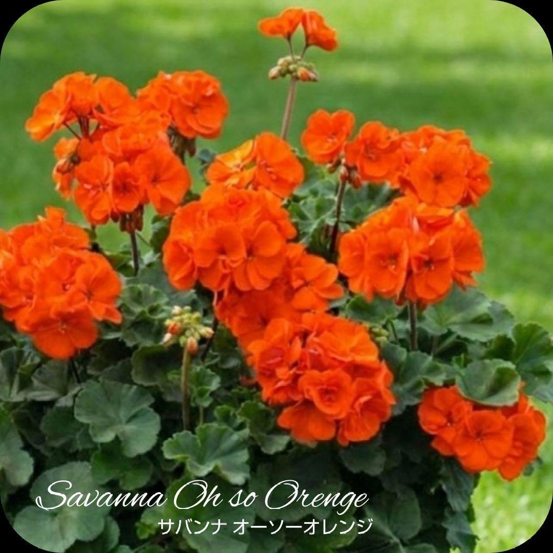 ひみは様 ゼラニウム苗 ４品種