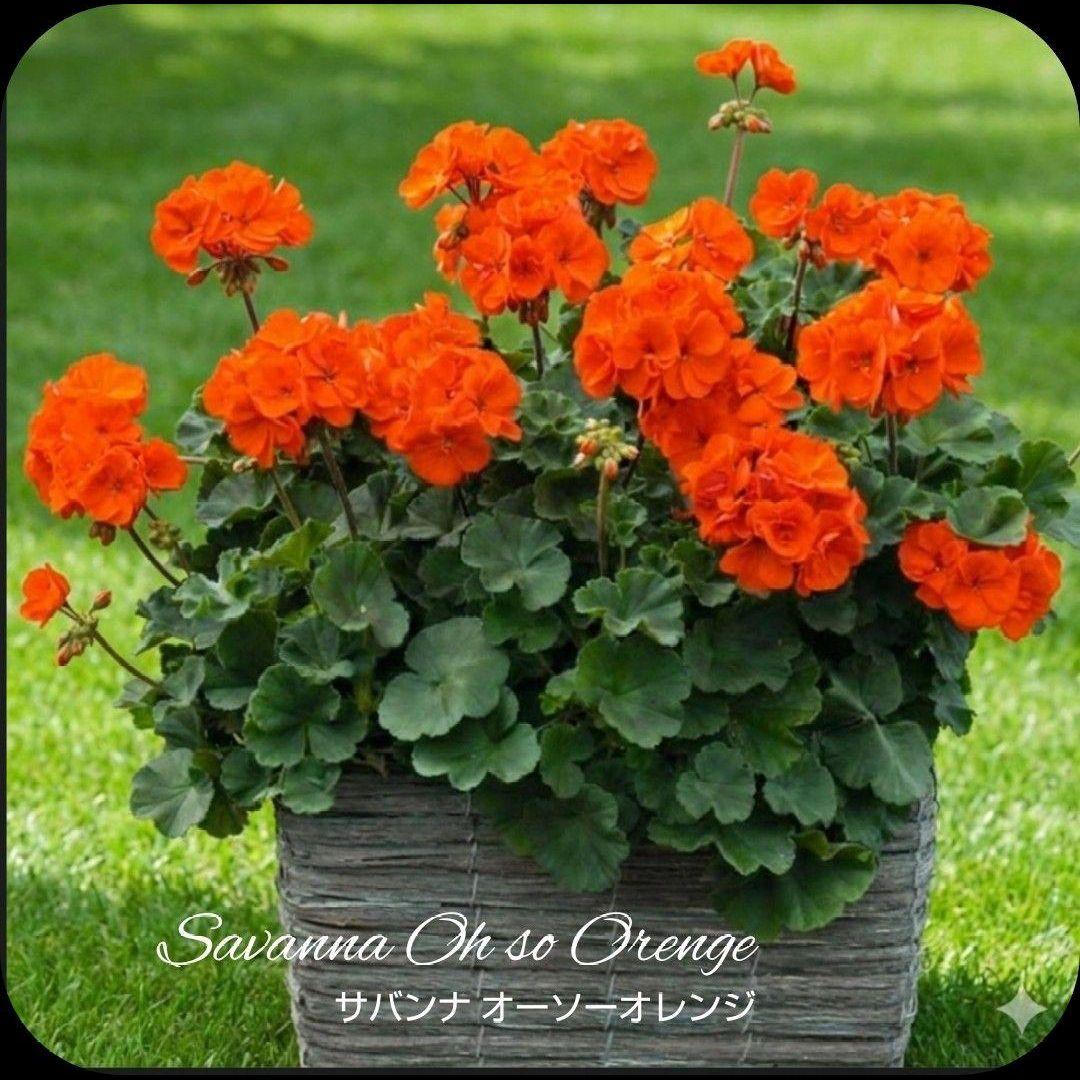 ひみは様 ゼラニウム苗 ４品種