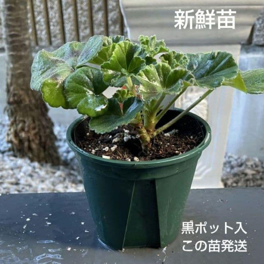ひみは様 ゼラニウム苗 ４品種