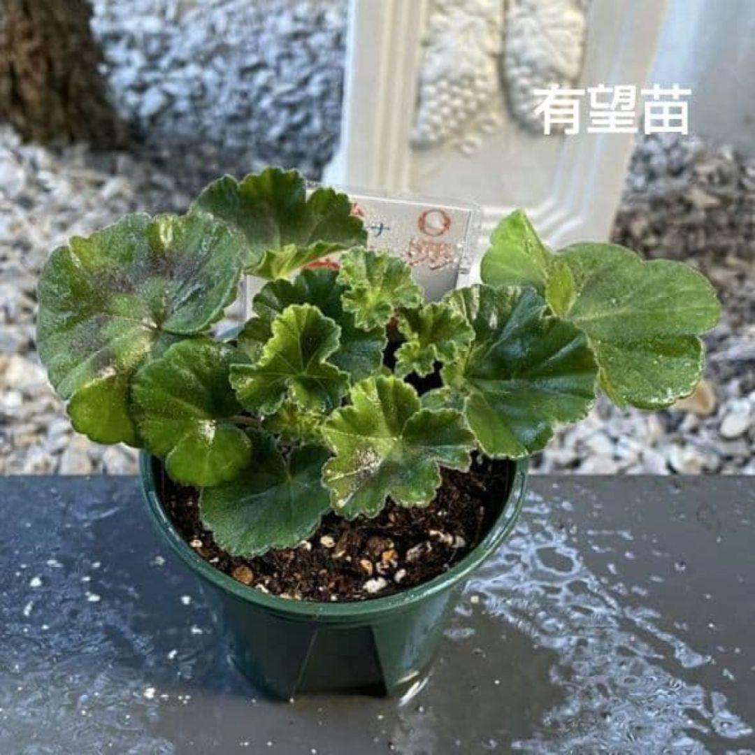 ひみは様 ゼラニウム苗 ４品種