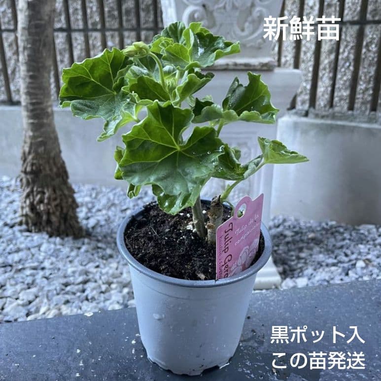 ひみは様 ゼラニウム苗 ４品種