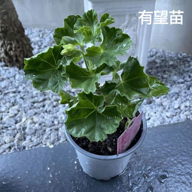 ひみは様 ゼラニウム苗 ４品種