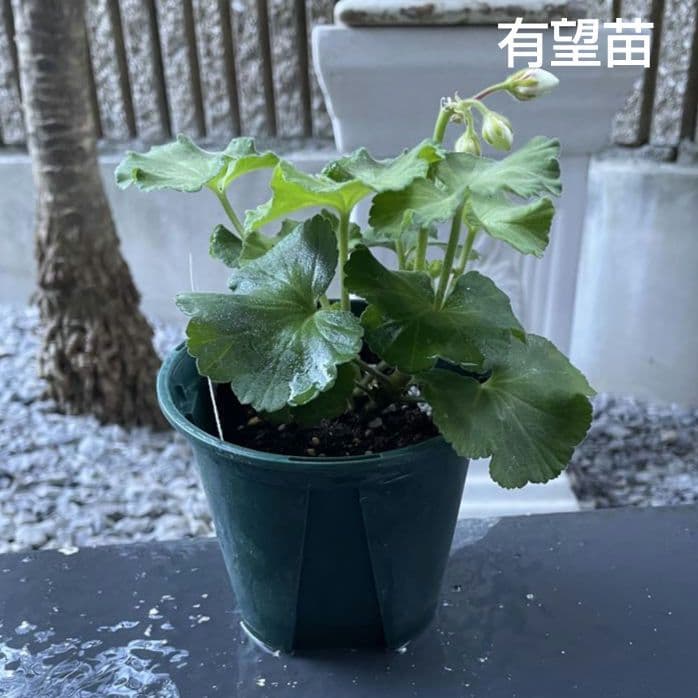 ひみは様 ゼラニウム苗 ４品種