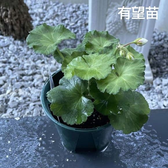 ひみは様 ゼラニウム苗 ４品種