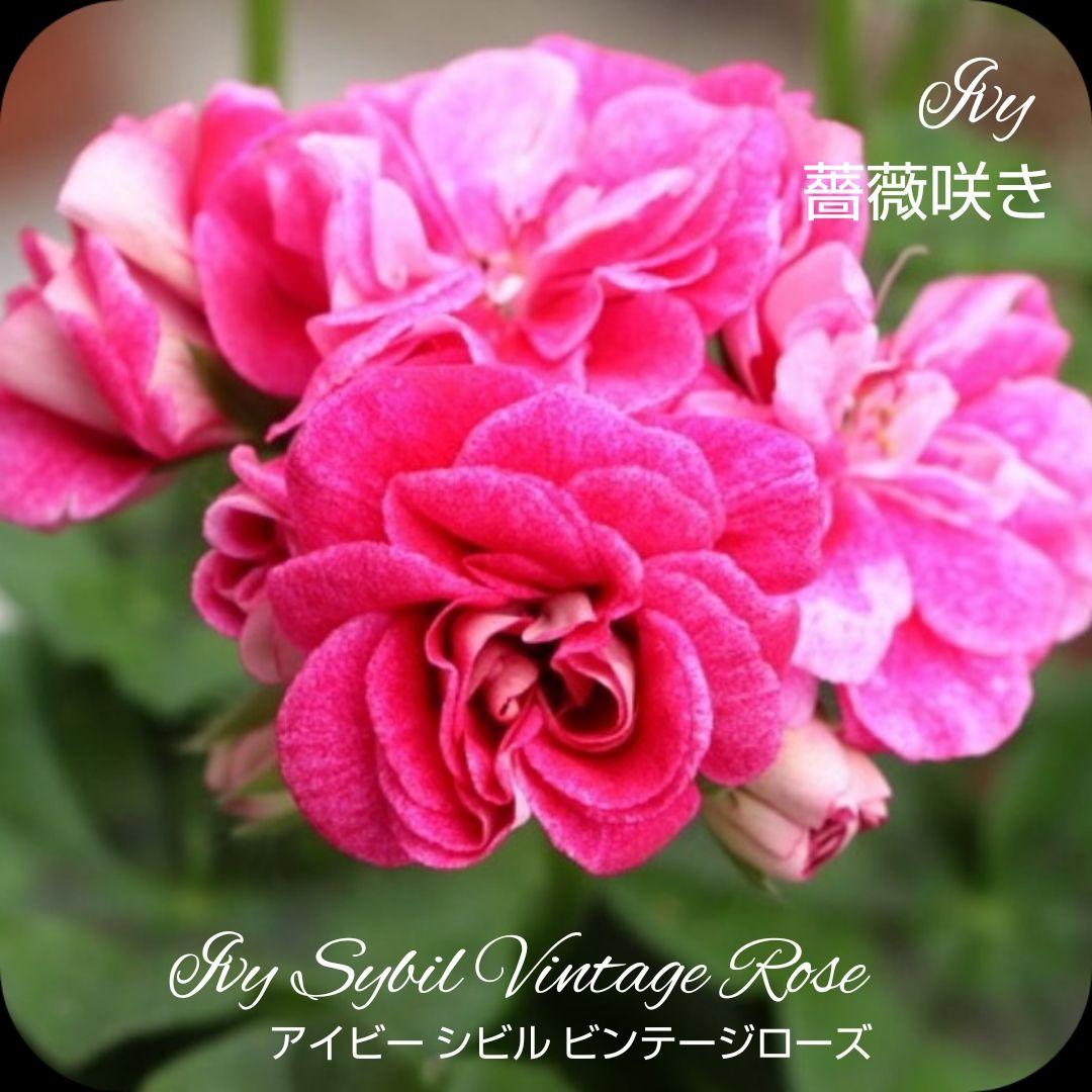 ひみは様 ゼラニウム苗 ４品種