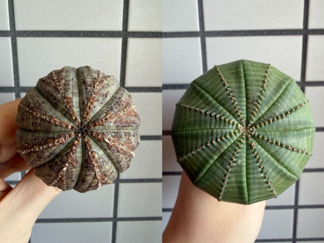 2株セットB　ユーフォルビア オベサ 輸入×実生 ベアルート アロータイプ木質化