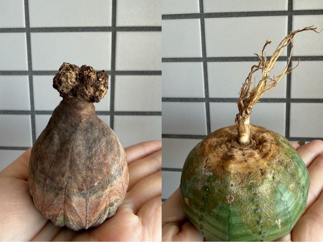 2株セットB　ユーフォルビア オベサ 輸入×実生 ベアルート アロータイプ木質化