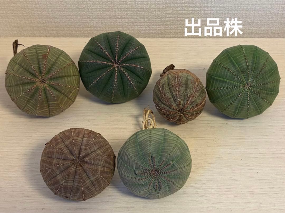2株セットB　ユーフォルビア オベサ 輸入×実生 ベアルート アロータイプ木質化