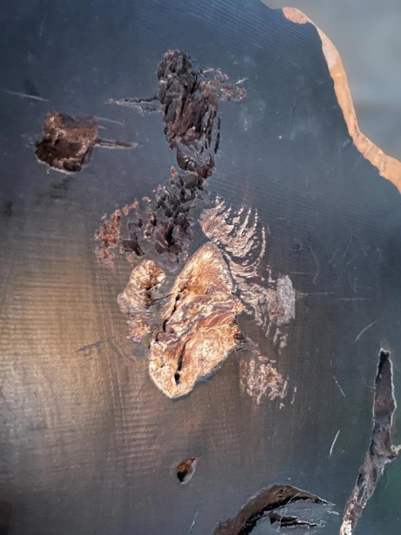 希少 大型 本黒檀 花瓶台 盆栽 花台 飾り台 一枚板 切り株 輪切 華道