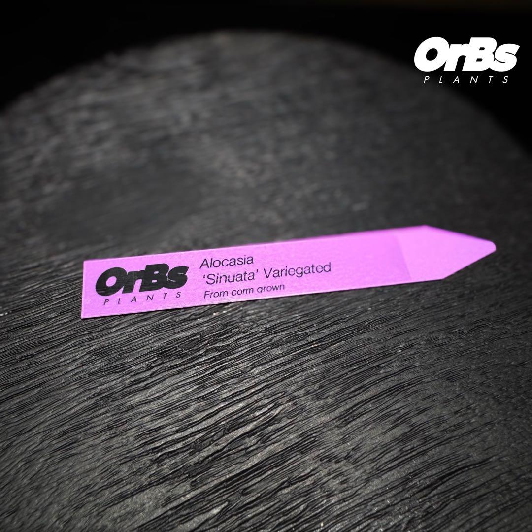 【芋から育成】アロカシア シヌアータ 斑入り ※鉢のまま発送