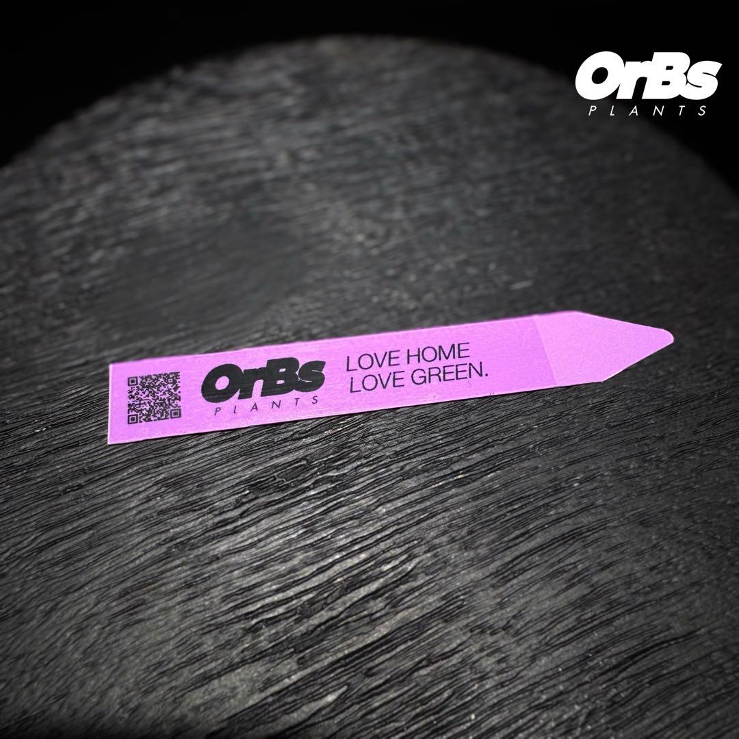 【芋から育成】アロカシア シヌアータ 斑入り ※鉢のまま発送