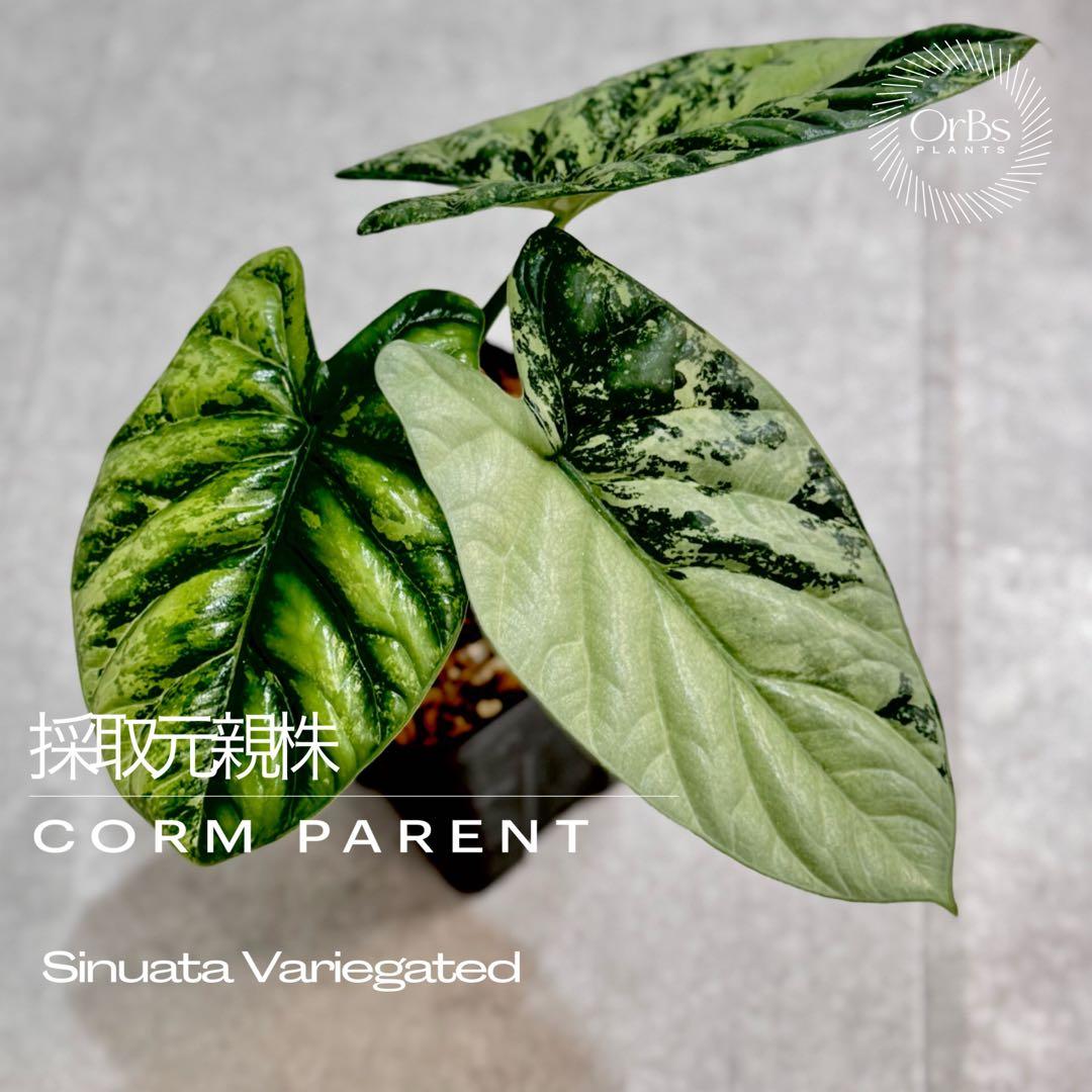 【芋から育成】アロカシア シヌアータ 斑入り ※鉢のまま発送