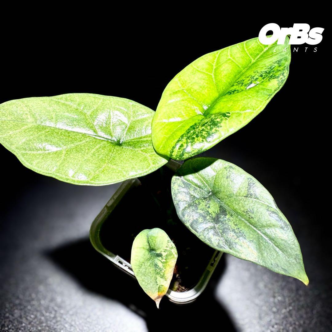 【芋から育成】アロカシア シヌアータ 斑入り ※鉢のまま発送