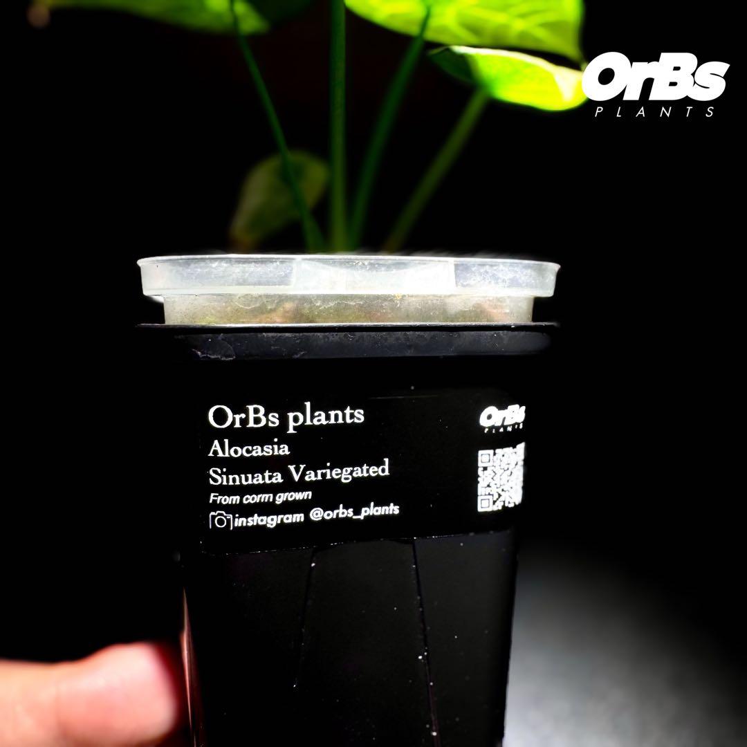 【芋から育成】アロカシア シヌアータ 斑入り ※鉢のまま発送