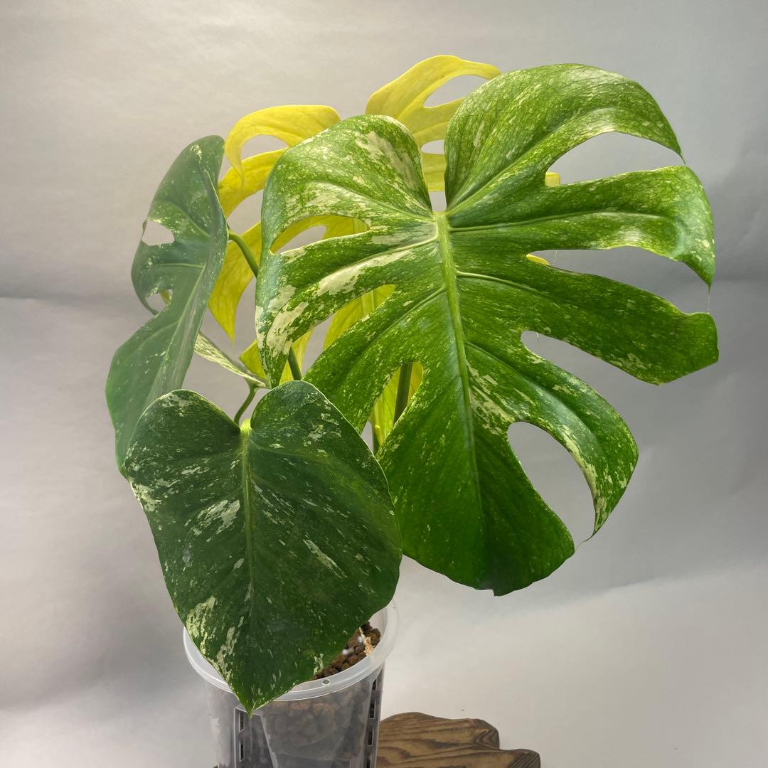 ル*ス様 a104ホワイトモンスター 天津蘭 モンステラ斑入り