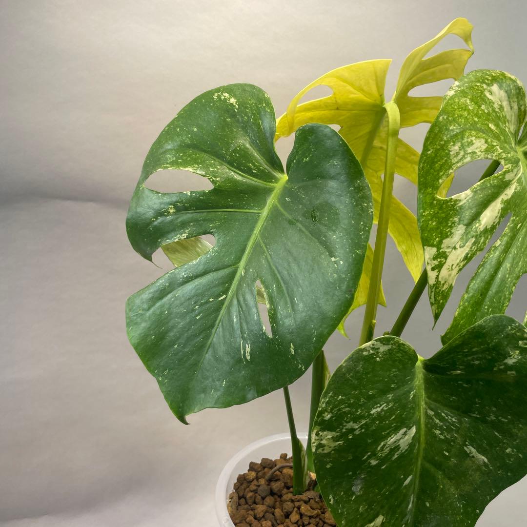 ル*ス様 a104ホワイトモンスター 天津蘭 モンステラ斑入り