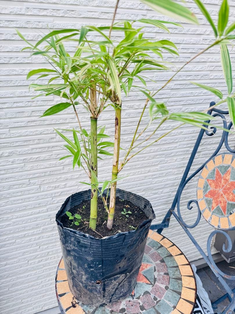 大名竹/ダイミョウチク　斑入り 2本立て　　観葉植物　レア　ポットメルカリ便発送