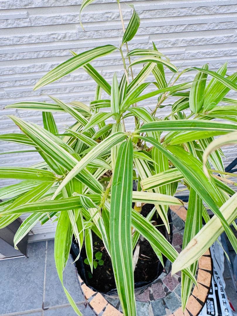 大名竹/ダイミョウチク　斑入り 2本立て　　観葉植物　レア　ポットメルカリ便発送