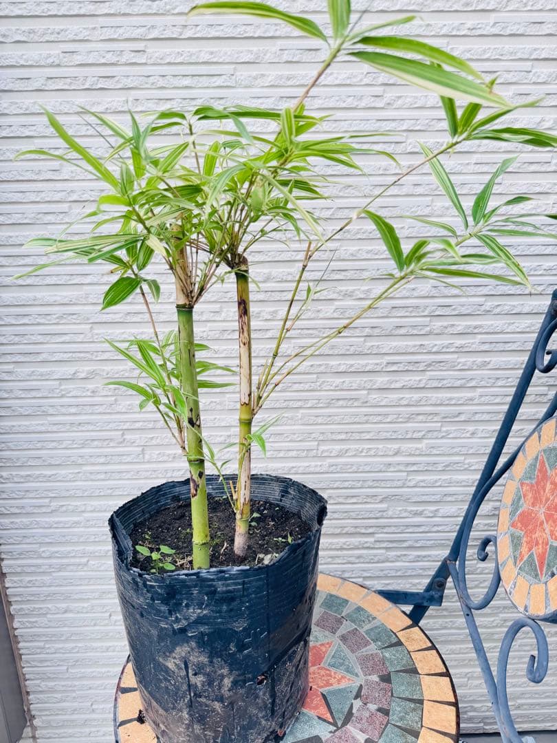 大名竹/ダイミョウチク　斑入り 2本立て　　観葉植物　レア　ポットメルカリ便発送