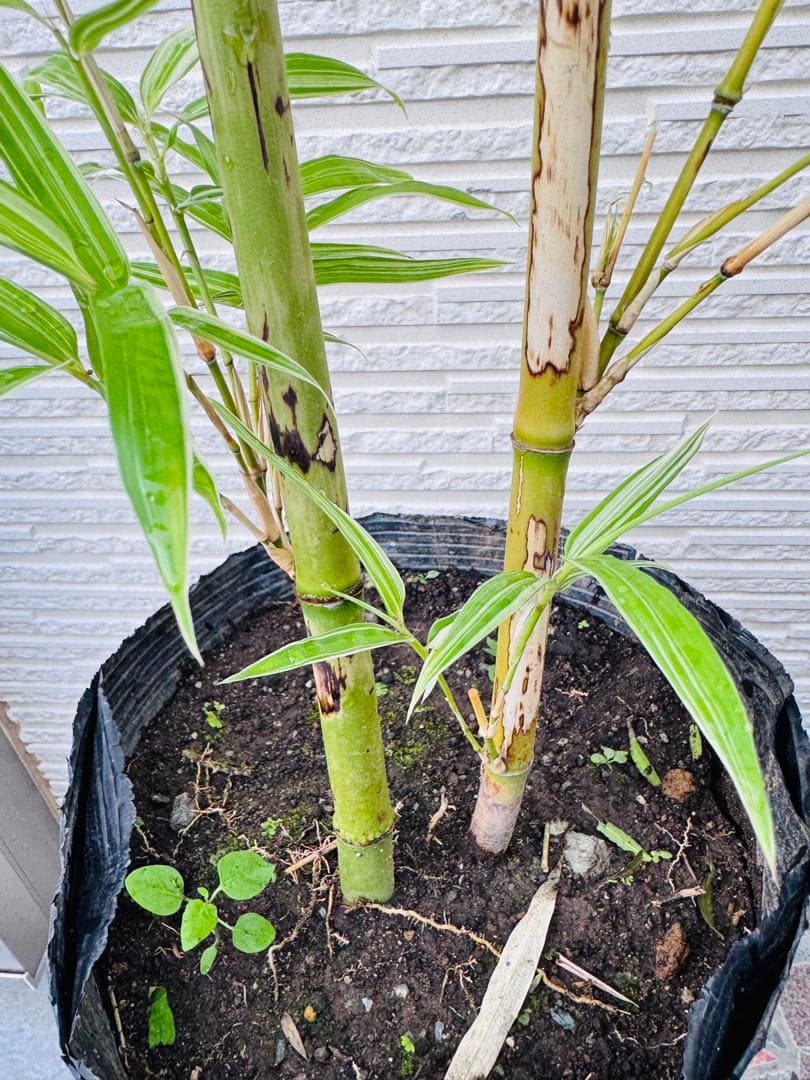 大名竹/ダイミョウチク　斑入り 2本立て　　観葉植物　レア　ポットメルカリ便発送