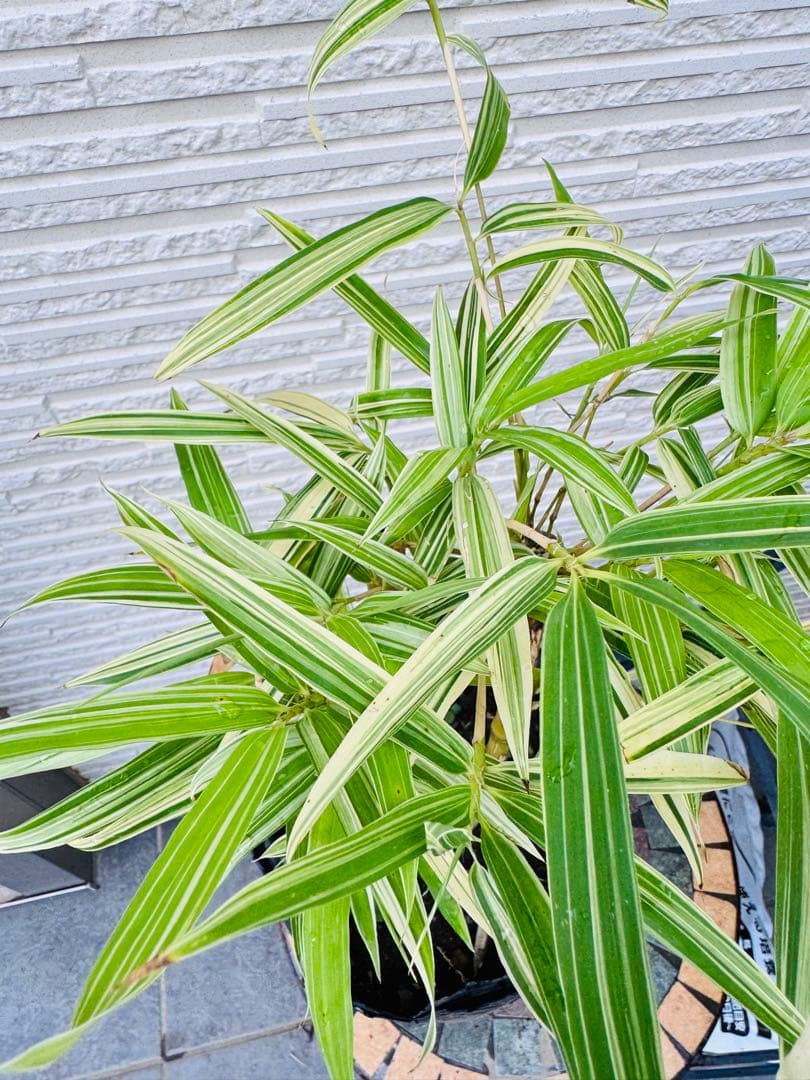大名竹/ダイミョウチク　斑入り 2本立て　　観葉植物　レア　ポットメルカリ便発送