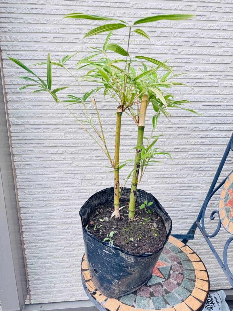 大名竹/ダイミョウチク　斑入り 2本立て　　観葉植物　レア　ポットメルカリ便発送