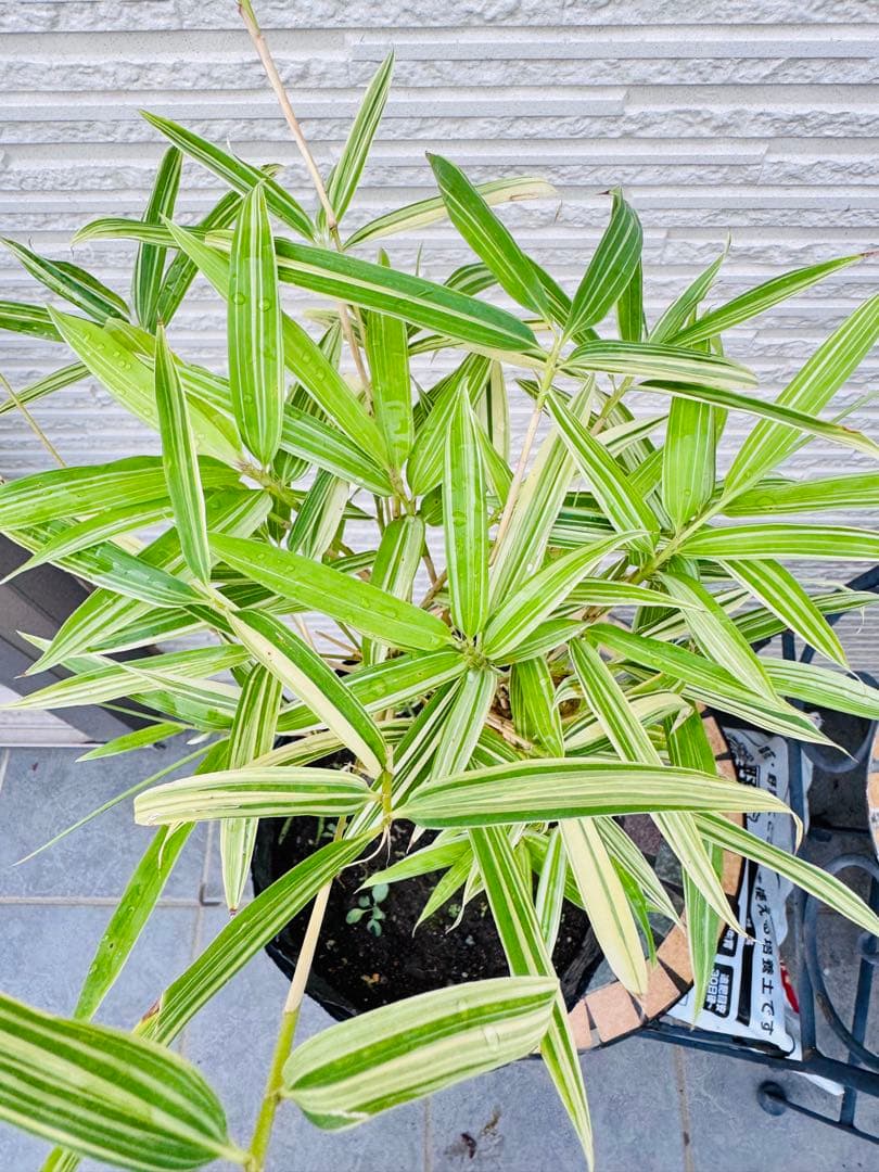 大名竹/ダイミョウチク　斑入り 2本立て　　観葉植物　レア　ポットメルカリ便発送